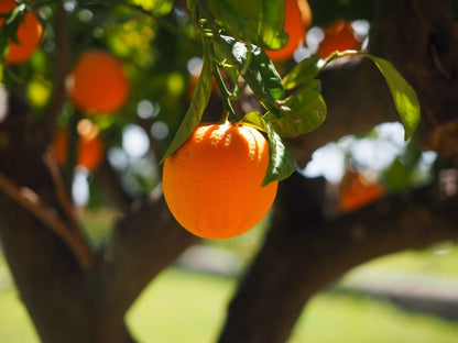 Belladonna Orange Grafted Healthy Fruit Plant