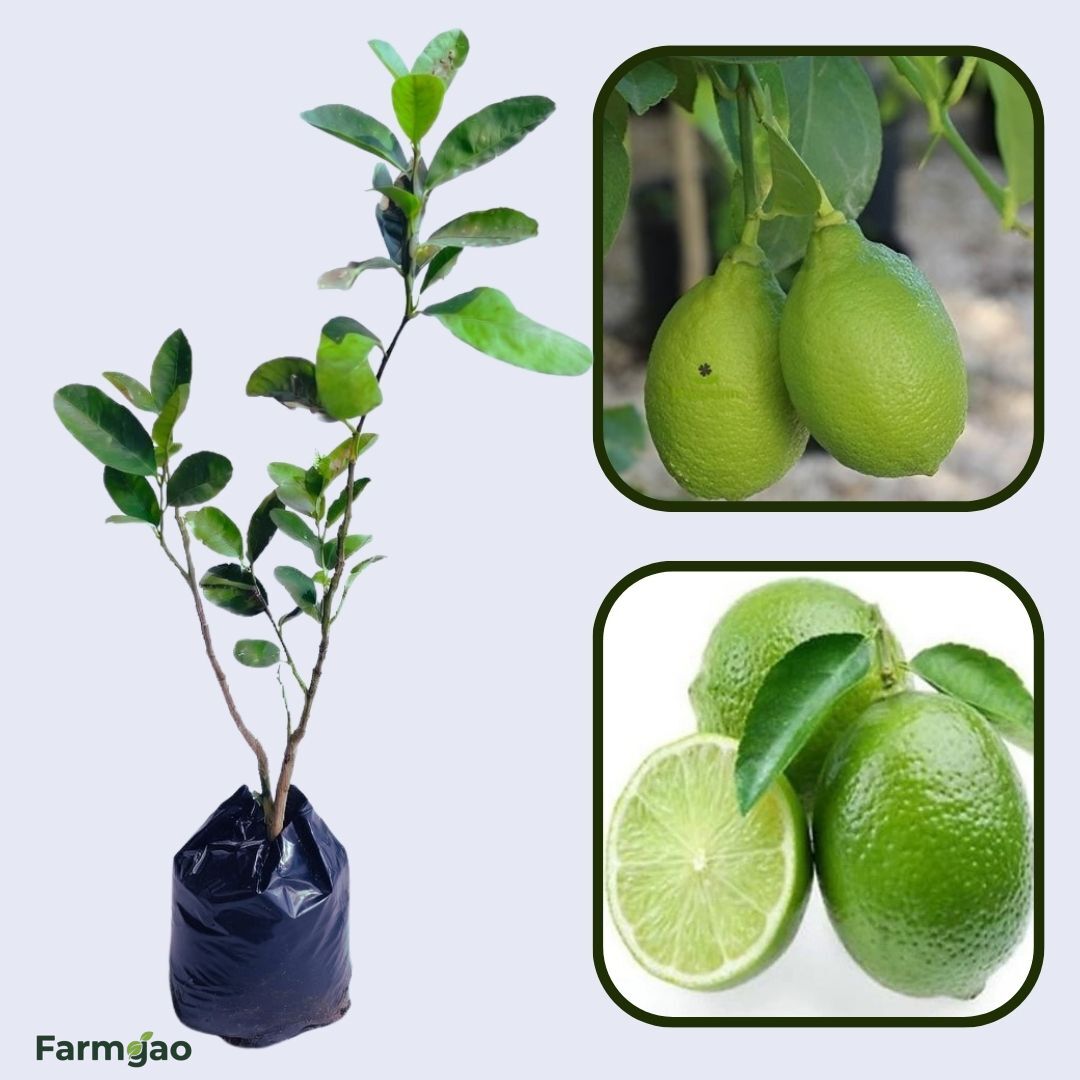 Bengal Aromatic Lemon Plant Live Nimbu Tree Kagzi Lemon Citrus Limon Fruit Plant