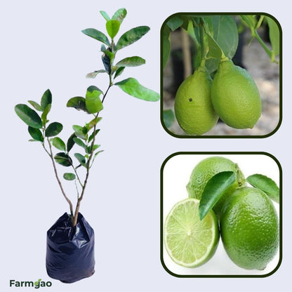 Bengal Aromatic Lemon Plant Live Nimbu Tree Kagzi Lemon Citrus Limon Fruit Plant