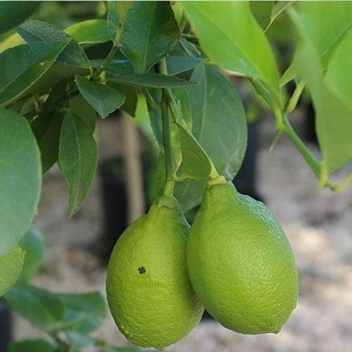 Bengal Aromatic Lemon Plant Live Nimbu Tree Kagzi Lemon Citrus Limon Fruit Plant