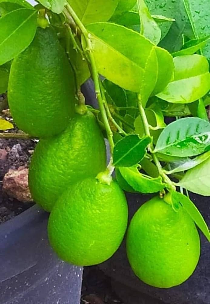 Bengal Aromatic Lemon Plant Live Nimbu Tree Kagzi Lemon Citrus Limon Fruit Plant
