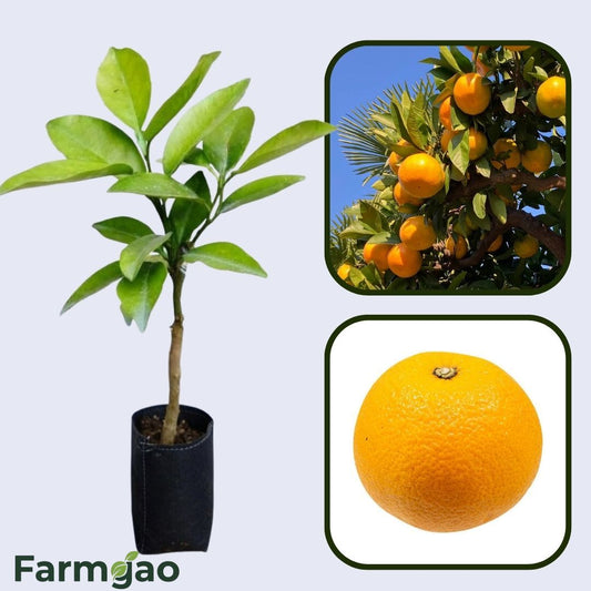Beni Madonna Orange Grafted Healthy Fruit Plant