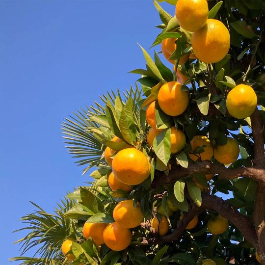 Beni Madonna Orange Grafted Healthy Fruit Plant