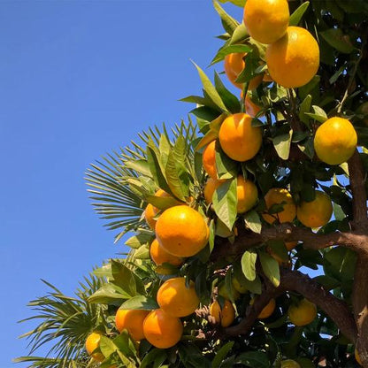 Beni Madonna Orange Grafted Healthy Fruit Plant