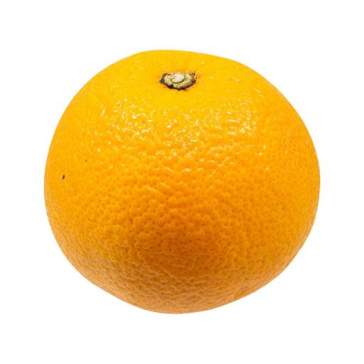 Beni Madonna Orange Grafted Healthy Fruit Plant