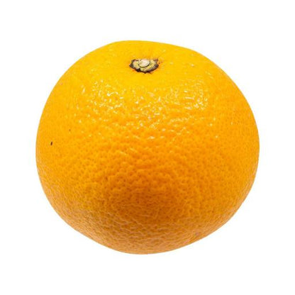 Beni Madonna Orange Grafted Healthy Fruit Plant