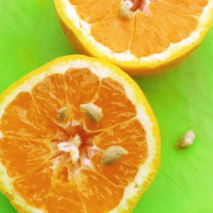 Beni Madonna Orange Grafted Healthy Fruit Plant
