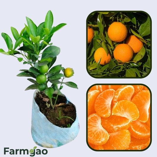 Benibae Orange Grafted Healthy Fruit Plant