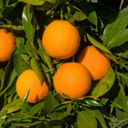 Benibae Orange Grafted Healthy Fruit Plant