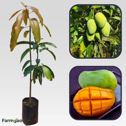 Bennet Alphonso Mango Aam Grafted Healthy Fruit Plant