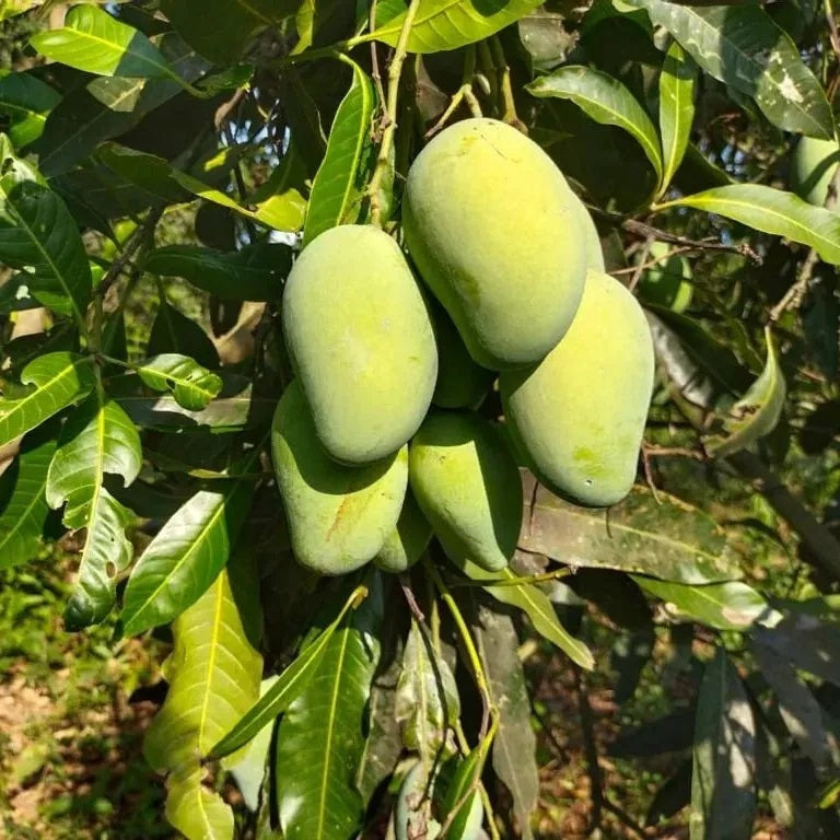 Bennet Alphonso Mango Aam Grafted Healthy Fruit Plant