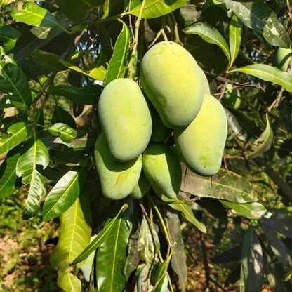 Bennet Alphonso Mango Aam Grafted Healthy Fruit Plant