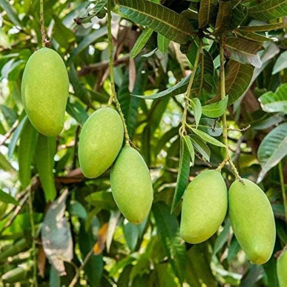 Bennet Alphonso Mango Aam Grafted Healthy Fruit Plant