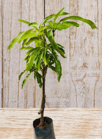 Bennet Alphonso Mango Aam Grafted Healthy Fruit Plant