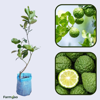 Bergamot Lemon (used in perfume & tea) Plant Live Nimbu Tree Kagzi Lemon Citrus Limon Fruit Plant