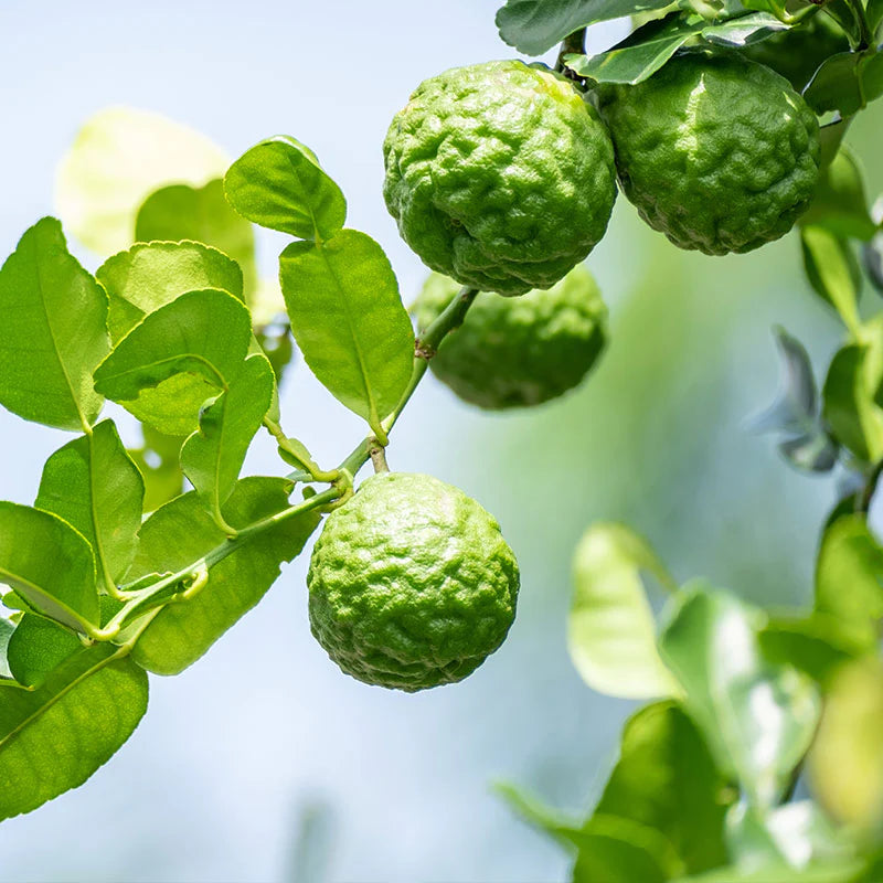 Bergamot Lemon (used in perfume & tea) Plant Live Nimbu Tree Kagzi Lemon Citrus Limon Fruit Plant