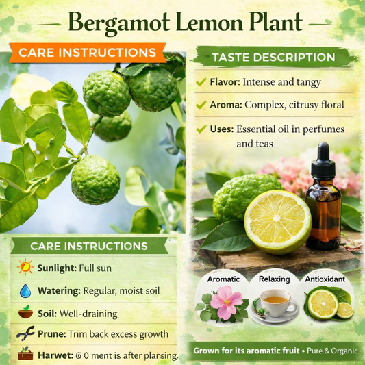 Bergamot Lemon (used in perfume & tea) Plant Live Nimbu Tree Kagzi Lemon Citrus Limon Fruit Plant