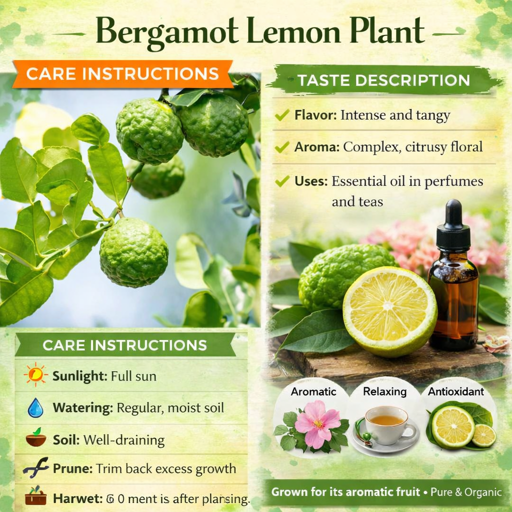 Bergamot Lemon (used in perfume & tea) Plant Live Nimbu Tree Kagzi Lemon Citrus Limon Fruit Plant