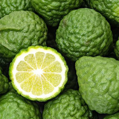 Bergamot Lemon (used in perfume & tea) Plant Live Nimbu Tree Kagzi Lemon Citrus Limon Fruit Plant