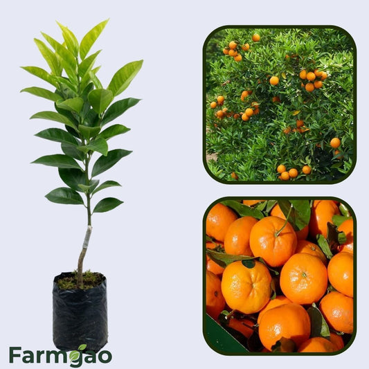 Berna Orange Grafted Healthy Fruit Plant