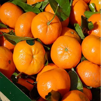 Berna Orange Grafted Healthy Fruit Plant