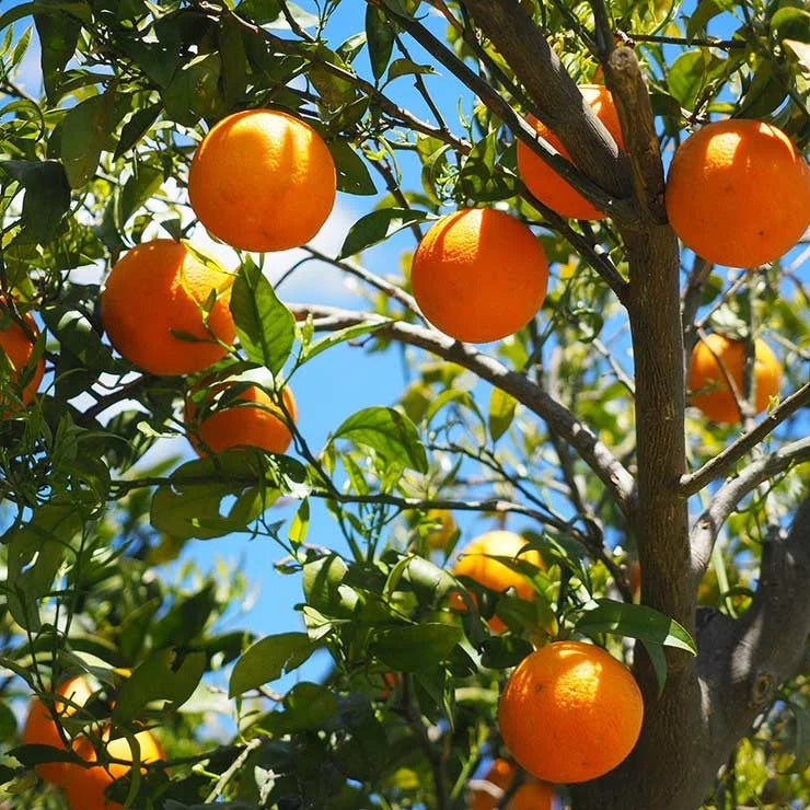 Berna Orange Grafted Healthy Fruit Plant