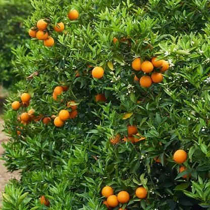 Berna Orange Grafted Healthy Fruit Plant