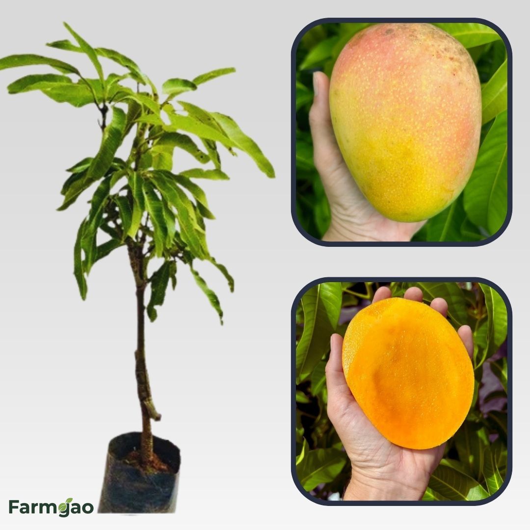 Beverly Mango Aam Grafted Healthy Fruit Plant