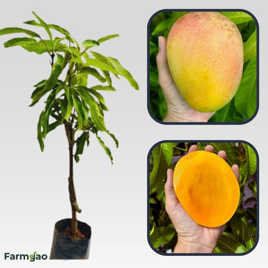 Beverly Mango Aam Grafted Healthy Fruit Plant