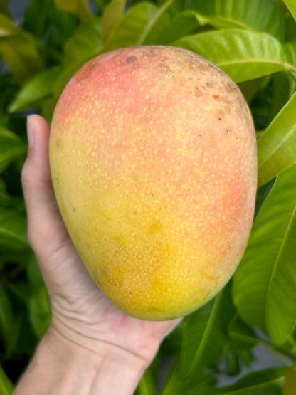 Beverly Mango Aam Grafted Healthy Fruit Plant