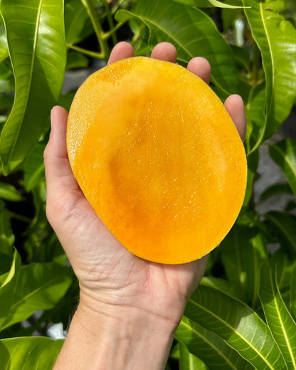 Beverly Mango Aam Grafted Healthy Fruit Plant