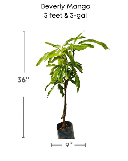 Beverly Mango Aam Grafted Healthy Fruit Plant