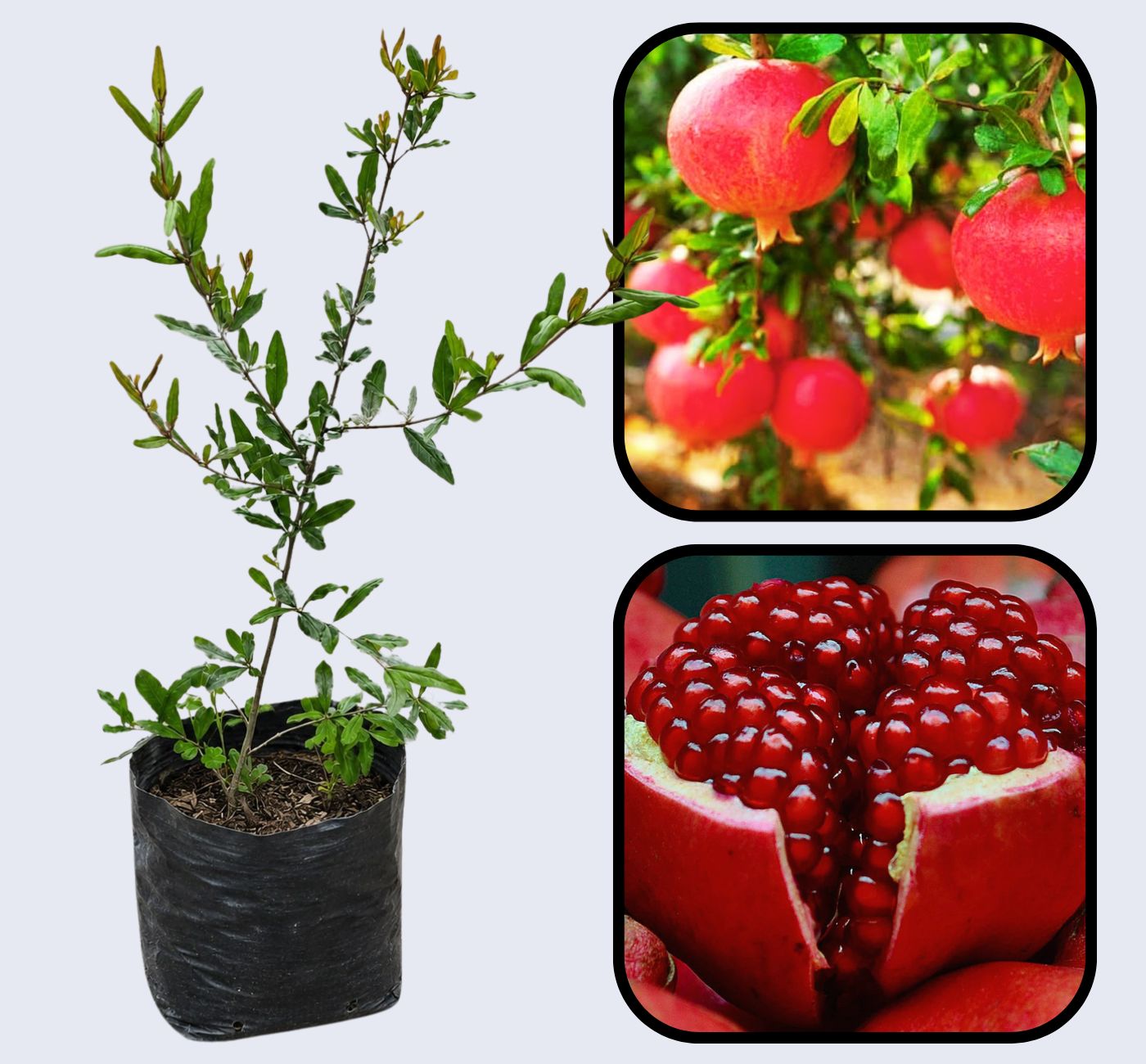 Bhagwa Pomegranate Grafted Fruit Plant – High Yielding Sweet Juicy Anar Tree Variety