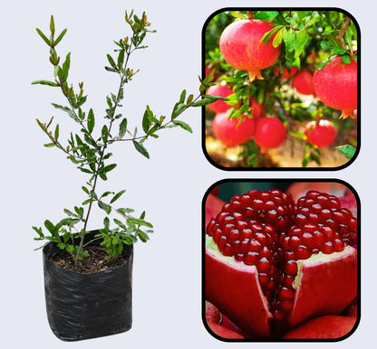 Bhagwa Pomegranate Grafted Fruit Plant – High Yielding Sweet Juicy Anar Tree Variety
