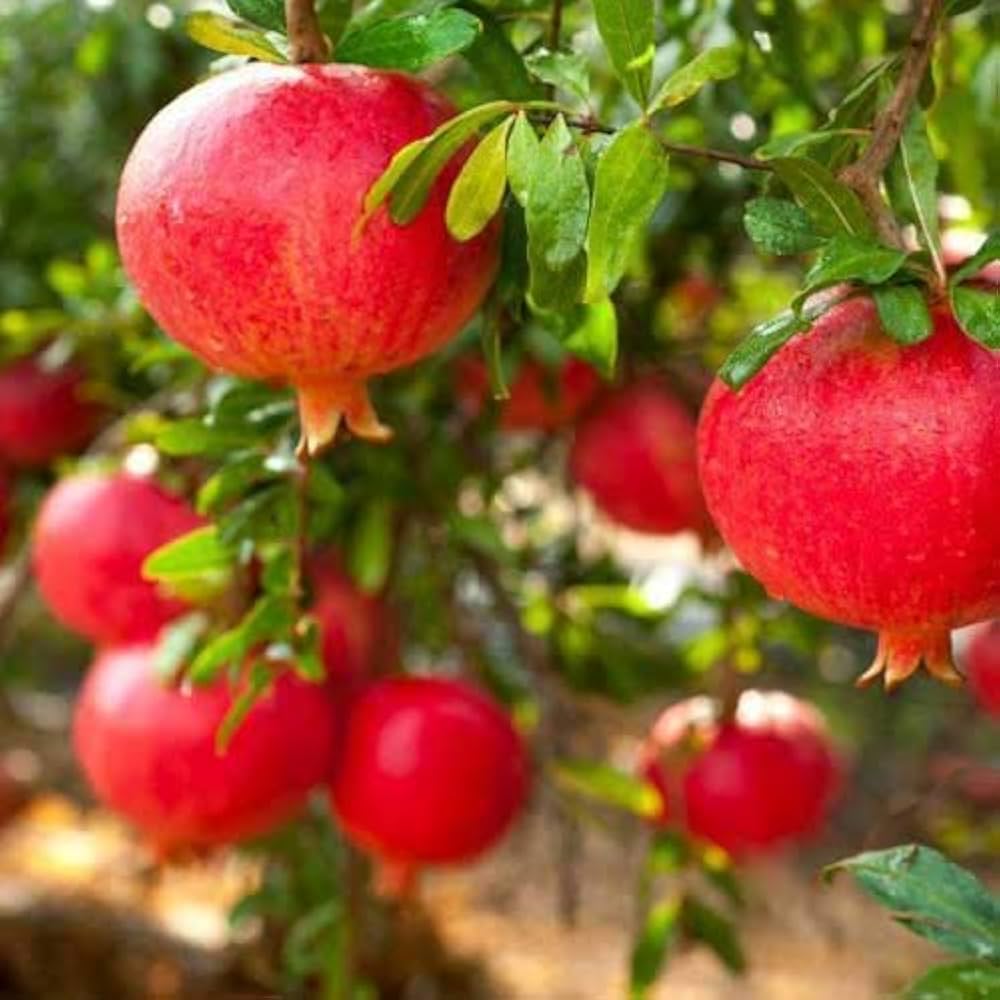 Bhagwa Pomegranate Grafted Fruit Plant – High Yielding Sweet Juicy Anar Tree Variety