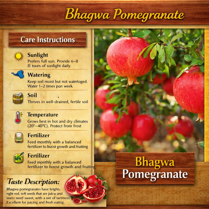 Bhagwa Pomegranate Grafted Fruit Plant – High Yielding Sweet Juicy Anar Tree Variety