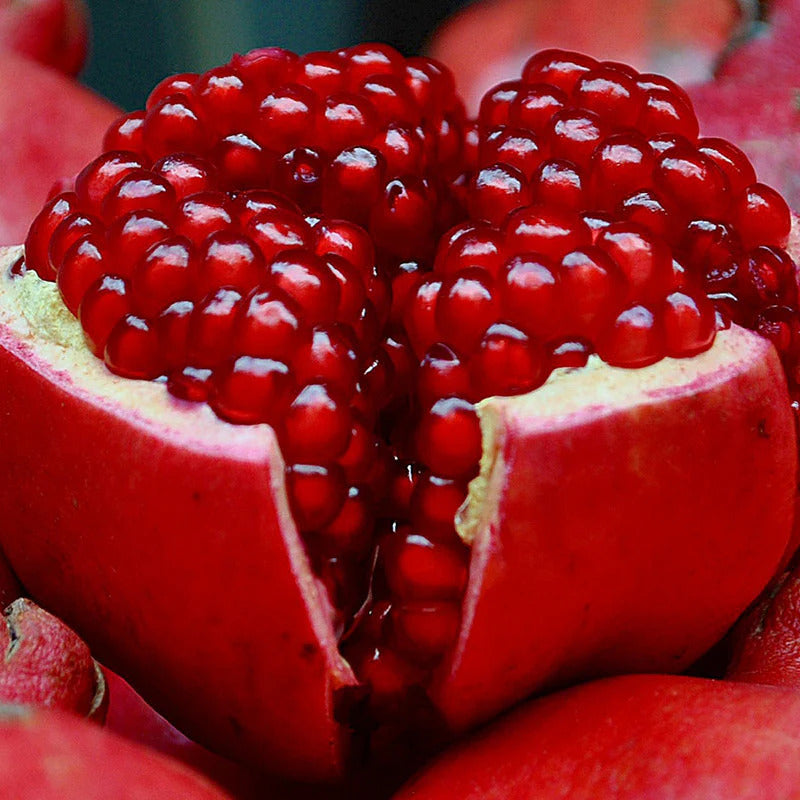 Bhagwa Pomegranate Grafted Fruit Plant – High Yielding Sweet Juicy Anar Tree Variety