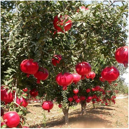 Bhagwa Pomegranate Grafted Fruit Plant – High Yielding Sweet Juicy Anar Tree Variety