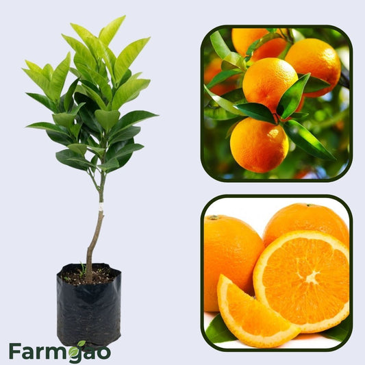 Bingo Mandarin Orange Grafted Healthy Fruit Plant