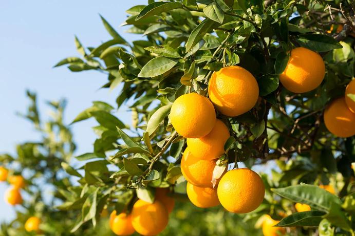 Bingo Mandarin Orange Grafted Healthy Fruit Plant