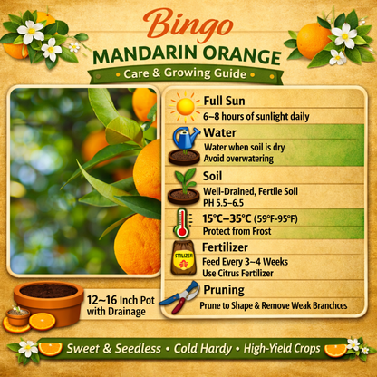Bingo Mandarin Orange Grafted Healthy Fruit Plant