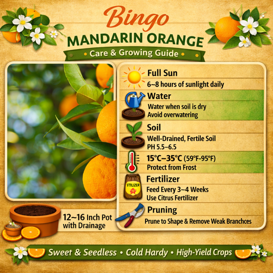 Bingo Mandarin Orange Grafted Healthy Fruit Plant