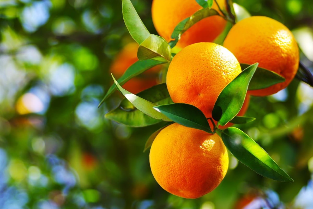 Bingo Mandarin Orange Grafted Healthy Fruit Plant