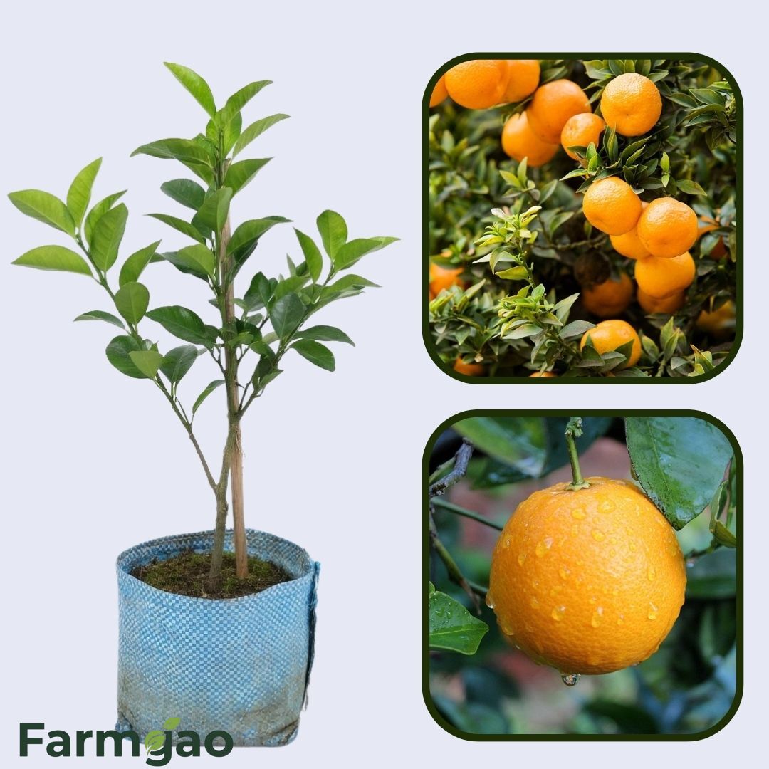 Biondo Comune Orange Grafted Healthy Fruit Plant