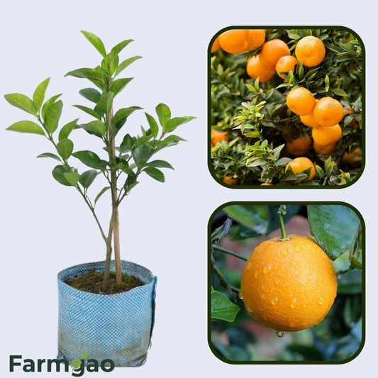 Biondo Comune Orange Grafted Healthy Fruit Plant