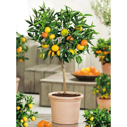 Biondo Comune Orange Grafted Healthy Fruit Plant