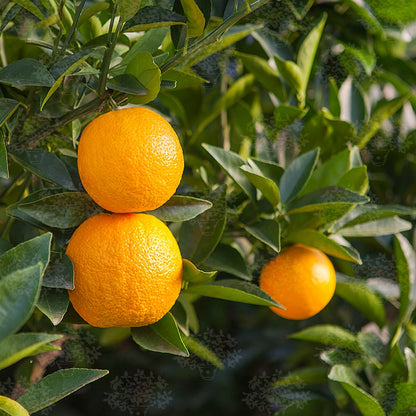 Biondo Comune Orange Grafted Healthy Fruit Plant