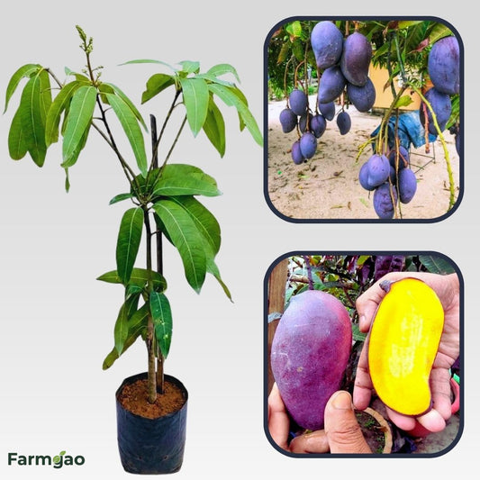 Black Gold Mango Aam Grafted Healthy Fruit Plant