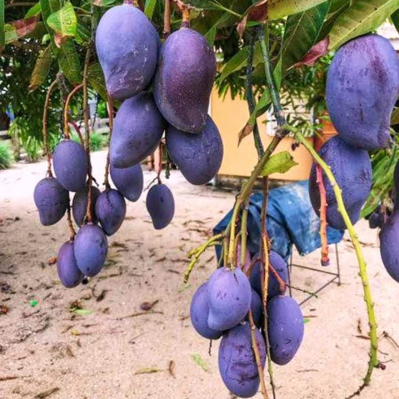 Black Gold Mango Aam Grafted Healthy Fruit Plant