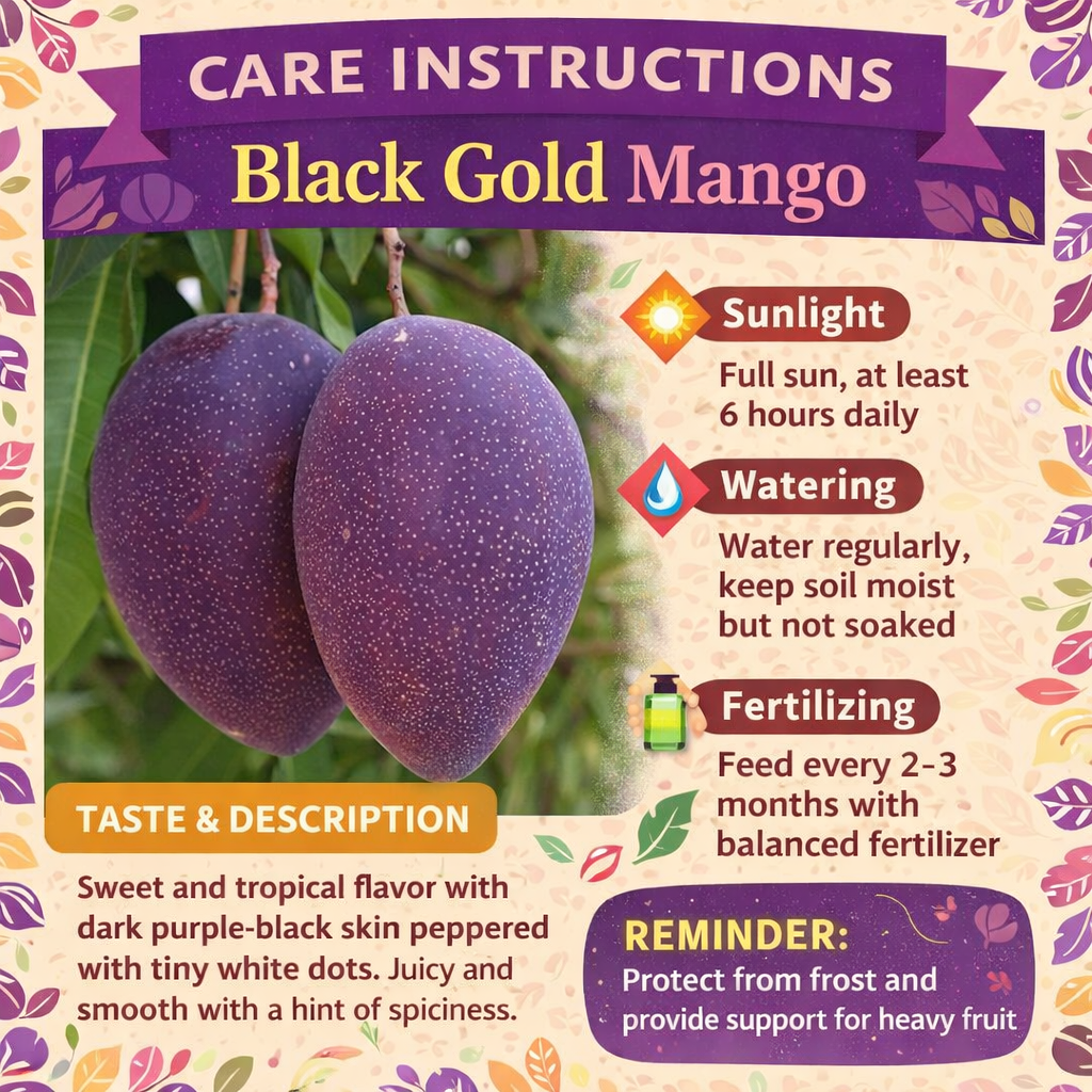 Black Gold Mango Aam Grafted Healthy Fruit Plant